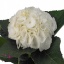 product/img.ozexport.nl/LHORSCH65-ART_fotos-VBN10000-vbn19880.jpg