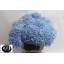 product/img.ozexport.nl/LHORSPIB6-LIVE_fotos-0xEDE489B455A9E801BFF765CD7272F996B334946E.jpg