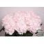 product/img.ozexport.nl/LHORSWVER5-LIVE_fotos-0x87318C24F6C3EF0C1E816B1A676A2CFC3A4A995B.jpg