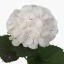 product/img.ozexport.nl/LHORSWVER8-ART_fotos-VBN110000-vbn113539.jpg