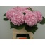 product/img.ozexport.nl/LHORVER9-LIVE_fotos-0xC7D6A52B3E45390E7D124B9C4D01174D6E0E5991.jpg