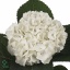 product/img.ozexport.nl/LHOTMAGPEA-ART_fotos-VBN20000-VBN25982.JPG