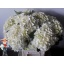 product/img.ozexport.nl/LHOTMAGPEA-LIVE_fotos-0x652AD90C7B6CE1097D5CE671C5BEEDDEA4B00F6D.jpg