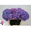 product/img.ozexport.nl/LHYDRODPA75-LIVE_fotos-0xB52DA846C8D154312730CE0871881F95533EDCDC.jpg