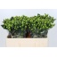 product/img.ozexport.nl/LHYPGREP5-LIVE_fotos-0xFC6C46427E0FBDB18D43010B7BB9A5017B425BDD.jpg