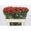 product/img.ozexport.nl/LHYPTRI7-LIVE_fotos-0x477E00A291DE5CBF2E100751C031590033711F89.jpg