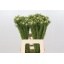 product/img.ozexport.nl/LLEU6JADP-LIVE_fotos-0xC804D286A1DDC7F37D18A8E7A2C29B3A5D773D44.jpg