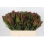 product/img.ozexport.nl/LLEUSAFS6-LIVE_fotos-0x4714C18638D1D5C84A561895DA7D3064E884A458.jpg