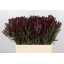 product/img.ozexport.nl/LLEUSAFS6-LIVE_fotos-0x7D1043D58AE3541764AF39998A303F79FC07ACDC.jpg
