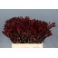 product/img.ozexport.nl/LLEUSAFS6-LIVE_fotos-0xB42FF52367228A68CE3DA51CBE4DEF00EB645E7E.jpg