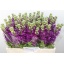 product/img.ozexport.nl/LLEVDEB-LIVE_fotos-0x65A365CEA0E209A52777DFB08498A6A45BDAEE2C.jpg