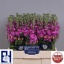 product/img.ozexport.nl/LLEVFED-LIVE_fotos-0x1EF82282685F65CA7318603F42FEA82F8B807BD4.jpg