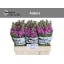 product/img.ozexport.nl/LLEVFED-LIVE_fotos-0x4EADD4F61CA11497C2E0FDB175DA3A7D38EB557F.jpg