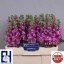 product/img.ozexport.nl/LLEVFED-LIVE_fotos-0xCA4DCF6174433AAE53A64DF36286120D9B6F4351.jpg