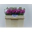 product/img.ozexport.nl/LLEVFED-LIVE_fotos-0xF1081494123C373727065314E56061CDCB8A3D52.jpg