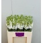 product/img.ozexport.nl/LLEVMATW-LIVE_fotos-0x0E3D198F2562FF4F8C59C056CF3231F55F4B153A.jpg