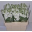 product/img.ozexport.nl/LLEVMATW-LIVE_fotos-0x6DC18ED99CA8D70408BE9012AFD7C72DE66A2A96.jpg