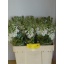 product/img.ozexport.nl/LLEVMATW-LIVE_fotos-0xED089E37C995E7CAE090AA58A92AEA94645851F4.jpg