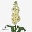 product/img.ozexport.nl/LLEVMATY-ART_fotos-VBN110000-vbn116962.jpg