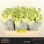 product/img.ozexport.nl/LLEVMATY-LIVE_fotos-0x00A0F9FDE6F5AC5DAD12898F8214C159D736B578.jpg