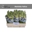 product/img.ozexport.nl/LLEVMATY-LIVE_fotos-0x0F7898FEDF75CDEE841C27B939C3B36CF2644AEA.jpg