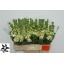 product/img.ozexport.nl/LLEVMATY-LIVE_fotos-0x4887E62AA9C11C9762D714E3B4DFF5774347EF34.jpg