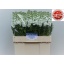 product/img.ozexport.nl/LLEVPINL-LIVE_fotos-0xCAEDE35762403371DB02D62843D00EE5CA4F258E.jpg
