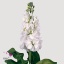 product/img.ozexport.nl/LLEVV-ART_fotos-VBN10000-vbn14480.jpg