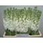 product/img.ozexport.nl/LLEVV-LIVE_fotos-0x0458F34C5F1C497A23FC97D5B88A14A15FF79CB5.jpg