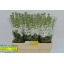 product/img.ozexport.nl/LLEVV-LIVE_fotos-0x27544248952D674B4365004C60BFD08CE7116FB3.jpg