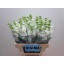 product/img.ozexport.nl/LLEVV-LIVE_fotos-0x447F3F238961842F58DE09778D073886CC1EBDFE.jpg