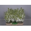 product/img.ozexport.nl/LLEVV-LIVE_fotos-0x4567F9E0328360BDE93FEAAB8D4EAA091CB0FEDB.jpg