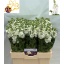 product/img.ozexport.nl/LLEVV-LIVE_fotos-0x4F8C6C6A245D6524C0DF518C624C047AD6B08C1A.jpg