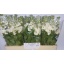 product/img.ozexport.nl/LLEVV-LIVE_fotos-0x5A07B6B36BE76F7BEE0D4FEE00CADDD4E1FD401E.jpg