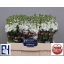 product/img.ozexport.nl/LLEVV-LIVE_fotos-0x63B27FFD9FA8C5A9206E10E861536D639EC4B42A.jpg