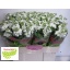 product/img.ozexport.nl/LLEVV-LIVE_fotos-0x72099A5C595985A8E806EA2BEED7BE86538C7984.jpg