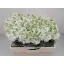 product/img.ozexport.nl/LLEVV-LIVE_fotos-0x7831F79AFD66CA3EBBB3271ABEEF19CE7554349D.jpg