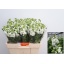 product/img.ozexport.nl/LLEVV-LIVE_fotos-0x7BA079D6C7A1390ABE4AC487E7F039BBA8095920.jpg