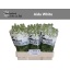 product/img.ozexport.nl/LLEVV-LIVE_fotos-0x9A5FFB9DB4692D58483454F49718DF6488E182C9.jpg