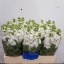 product/img.ozexport.nl/LLEVV-LIVE_fotos-0xABAA42BAF877E66A77E285D70697D71EEC87E2F3.jpg