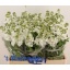 product/img.ozexport.nl/LLEVV-LIVE_fotos-0xAD9BBDDDAC1A68EB052401A55DDC10ACE8CF8BB1.jpg
