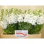 product/img.ozexport.nl/LLEVV-LIVE_fotos-0xC86962B36FEEC48254E86E75EDA684648520BBB5.jpg