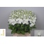 product/img.ozexport.nl/LLEVV-LIVE_fotos-0xD2BFF46C6094E2140A8CF95DE10A2C5A0400FECB.jpg