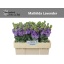 product/img.ozexport.nl/LLEVV-LIVE_fotos-0xE0647524C77E63F1FBB03B97213D6C6FA6CFACBE.jpg