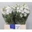 product/img.ozexport.nl/LLEVV-LIVE_fotos-0xF6E2442F3240A70D2FDCE4E5940FABA5767C2FCE.jpg