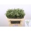 product/img.ozexport.nl/LLIMCOOD7-LIVE_fotos-0xC9A78912C75CE7DD1E8AC938F4BD85C570277E8F.jpg
