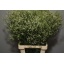 product/img.ozexport.nl/LLIMCOOD7-LIVE_fotos-0xEB385C50ABA6710EAAD6DBDE9762234EB6988F54.jpg