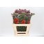 product/img.ozexport.nl/LLIMETP6-LIVE_fotos-0xF73BD36E441DD71749EF4C93464F8E63D4BAB382.jpg