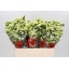 product/img.ozexport.nl/LLIMMAXY6-LIVE_fotos-0x7F075D39B2DBD9FA48256B7A8B44E896F2467D9D.jpg