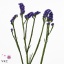 product/img.ozexport.nl/LLIMNASUB8-ART_fotos-VBN100000-vbn109372.jpg